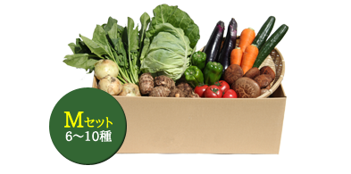 【定期便/月曜出荷】Mサイズ(月1回コース)